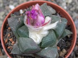 Ariocarpus lloydii pot 5,5 cm - 12410005