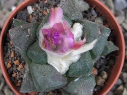 Ariocarpus lloydii pot 5,5 cm - 12410006