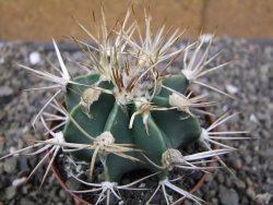 Astrophytum niveum nudum z " Buffalo " pot 8 cm - 12410013