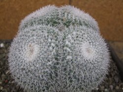 Mammillaria morganiana XXL, květináč 12 cm - 12410021