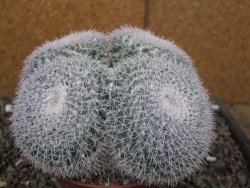 Mammillaria morganiana XXL, květináč 12 cm - 12410022