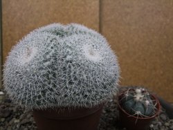 Mammillaria morganiana XXL, květináč 12 cm - 12410024