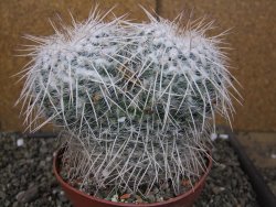 Mammillaria parkinsonii XXL, květináč 12 cm - 12410026