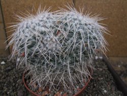 Mammillaria parkinsonii XXL, květináč 12 cm - 12410028