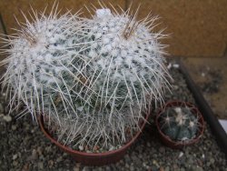 Mammillaria parkinsonii XXL, květináč 12 cm - 12410031