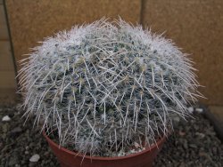 Mammillaria parkinsonii XXL, květináč 12 cm - 12410033