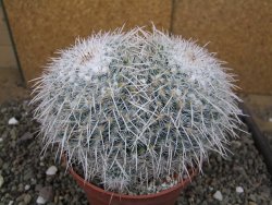 Mammillaria parkinsonii XXL, květináč 12 cm - 12410034