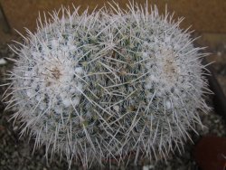 Mammillaria parkinsonii XXL, květináč 12 cm - 12410035