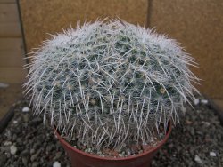 Mammillaria parkinsonii XXL, květináč 12 cm - 12410036