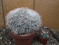 Mammillaria parkinsonii XXL, květináč 12 cm - 12410037