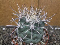 Coryphantha poselgeriana valida El Hundido pot 10 cm - 12410041