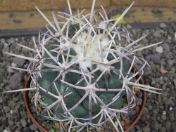 Coryphantha poselgeriana valida El Hundido pot 10 cm - 12410050