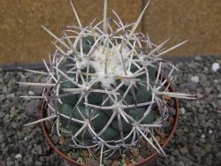 Coryphantha poselgeriana valida El Hundido pot 10 cm - 12410051