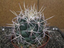 Coryphantha poselgeriana valida El Hundido pot 10 cm - 12410053