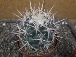 Coryphantha poselgeriana valida El Hundido pot 10 cm - 12410054