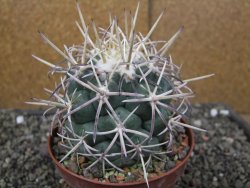 Coryphantha poselgeriana valida El Hundido pot 10 cm - 12410055