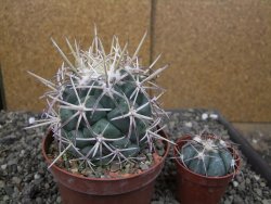 Coryphantha poselgeriana valida El Hundido pot 10 cm - 12410058