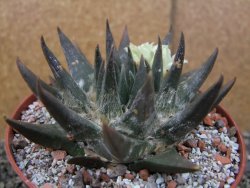 Ariocarpus trigonus elongatus San Antonio pot 12 cm - 12410061