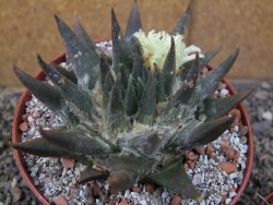 Ariocarpus trigonus elongatus San Antonio pot 12 cm - 12410062