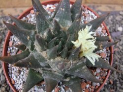 Ariocarpus trigonus elongatus San Antonio pot 12 cm - 12410064