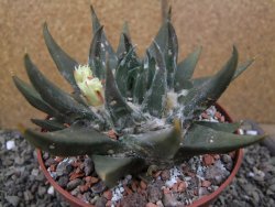 Ariocarpus trigonus elongatus San Antonio pot 12 cm - 12410071