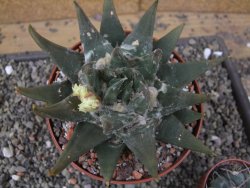 Ariocarpus trigonus elongatus San Antonio pot 12 cm - 12410073