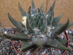 Ariocarpus trigonus elongatus San Antonio pot 12 cm - 12410075