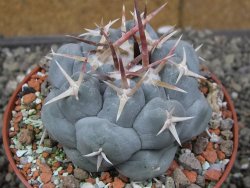 Thelocactus hexaedrophorus MH131 La Perdida pot 10 cm