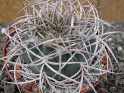 Gymnocalycium cardenasianum JO 193 květináč 10 cm - 12410084