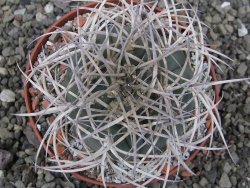 Gymnocalycium cardenasianum JO 193 květináč 10 cm - 12410087