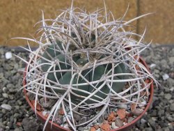 Gymnocalycium cardenasianum JO 193 květináč 10 cm - 12410088