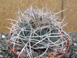Gymnocalycium cardenasianum JO 193 květináč 10 cm - 12410089