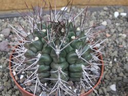 Gymnocalycium schickendantzii květináč 10 cm - 12410091