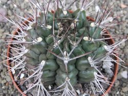 Gymnocalycium schickendantzii květináč 10 cm - 12410092