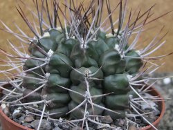 Gymnocalycium schickendantzii květináč 10 cm - 12410093