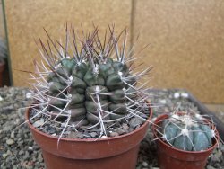 Gymnocalycium schickendantzii květináč 10 cm - 12410096