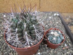 Gymnocalycium schickendantzii květináč 10 cm - 12410097