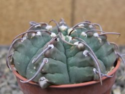 Gymnocalycium vatteri, pot 5,5 cm - 12410100