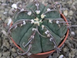 Gymnocalycium vatteri, pot 5,5 cm - 12410101