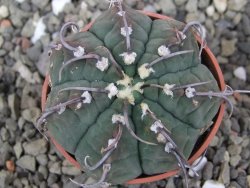 Gymnocalycium vatteri, pot 5,5 cm - 12410102