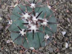 Echinocactus horizonthalonius RS 1038 La Trinidad SLP, pot 6,5 cm - 12410107