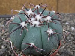Echinocactus horizonthalonius RS 1038 La Trinidad SLP, pot 6,5 cm - 12410108