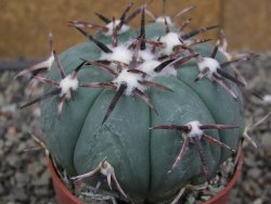 Echinocactus horizonthalonius RS 1038 La Trinidad SLP, pot 6,5 cm - 12410109