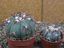 Echinocactus horizonthalonius RS 1038 La Trinidad SLP, pot 6,5 cm - 12410110