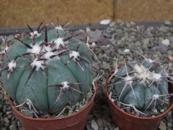 Echinocactus horizonthalonius RS 1038 La Trinidad SLP, pot 6,5 cm - 12410111