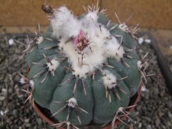 Echinocactus horizonthalonius Tula, Tam. pot 12 cm Roub/Grafted - 12410113