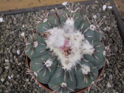 Echinocactus horizonthalonius Tula, Tam. pot 12 cm Roub/Grafted - 12410114