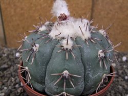 Echinocactus horizonthalonius Tula, Tam. pot 12 cm Roub/Grafted - 12410118