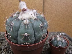 Echinocactus horizonthalonius Tula, Tam. pot 12 cm Roub/Grafted - 12410120