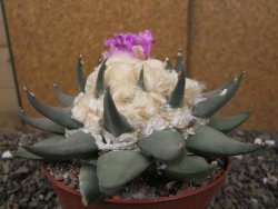 Ariocarpus confusus PP 420 Aramberi NL květináč 12 cm Cites IA